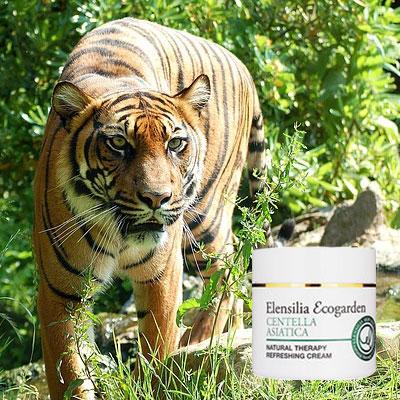 성분 집중 3. 센텔라 아시아티카: 기적의 식물