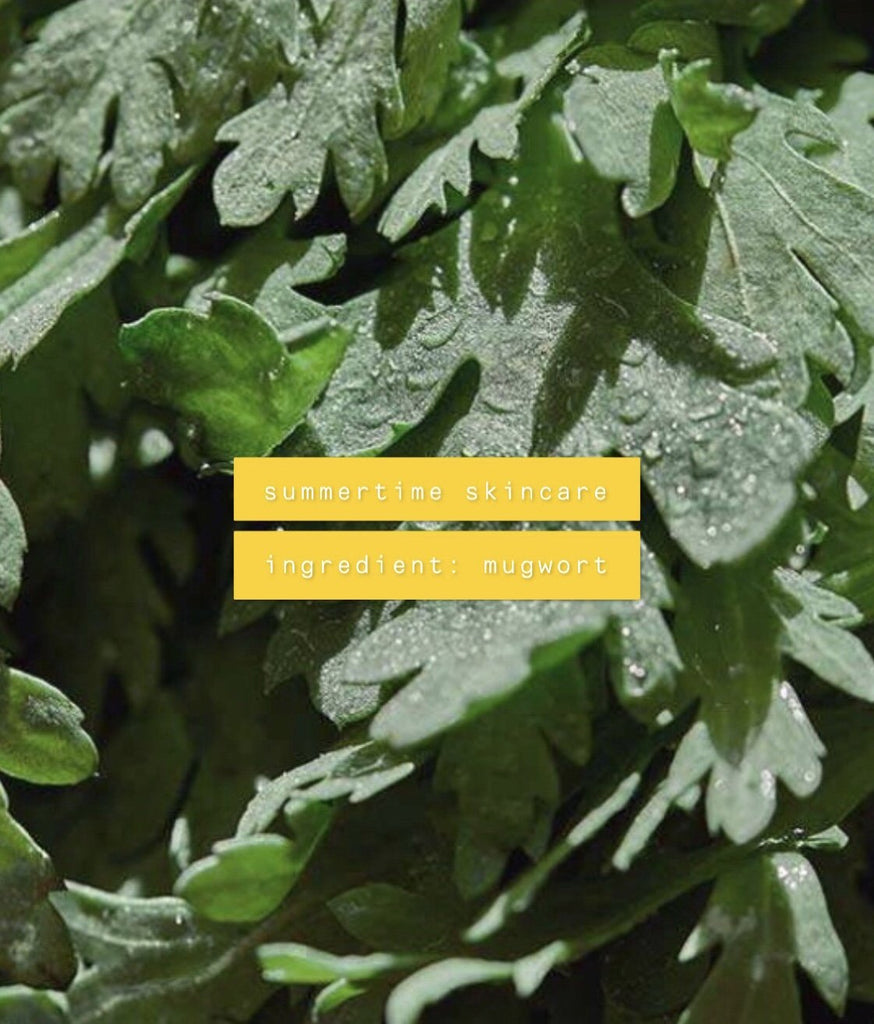 K-Beauty 的夏季护肤成分:艾蒿 - M Review 95