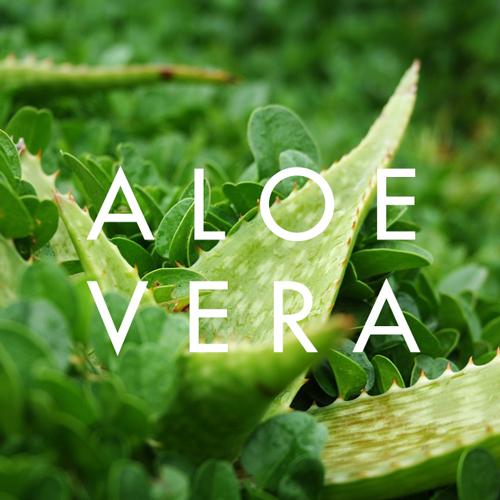 Aloe Vera pour la peau (Ingredient Focus Series 1)