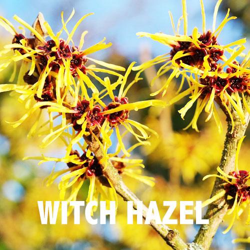 Ingredient Focus 4. Witch Hazel